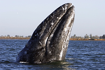 California Gray Whale (Eschrichtius robustus) spy-hopping in Magdalena Bay along the Pacific side of the Baja Peninsula. Pacific Ocean.