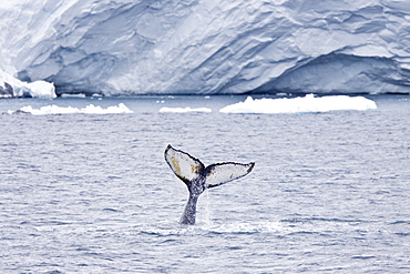 Humpback whale (Megaptera novaeangliae) surfacing near the Antarctic Peninsula