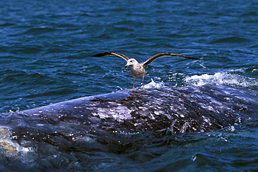 Juvenile gull landing on the back of a California Gray Whale (Eschrichtius robustus) in San Ignacio Lagoon, Baja, Mexico.