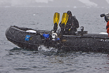 Divers Lisa Trotter and Robert Alexander enter the water with a large, curious, female leopard seal (Hydrurga leptonyx) near Booth Island on the western side of the Antarctic Peninsula, Antarctica