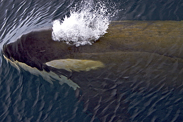 A small pod of about 12 Type B Orca (Orcinus nanus) encountered in Southern Gerlache Strait near the western side of the Antarctic Peninsula, Antarctica