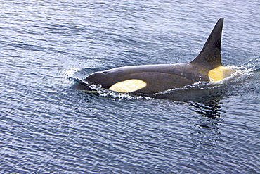 A small pod of about 12 Type B Orca (Orcinus nanus) encountered in Southern Gerlache Strait near the western side of the Antarctic Peninsula, Antarctica