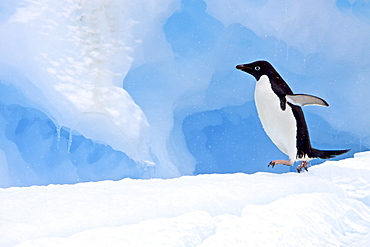 Adult Adelie penguin (Pygoscelis adeliae) on iceberg near the Antarctic Peninsula, Antarctica. 