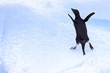 Adult Adelie penguin (Pygoscelis adeliae) on iceberg near the Antarctic Peninsula, Antarctica. 