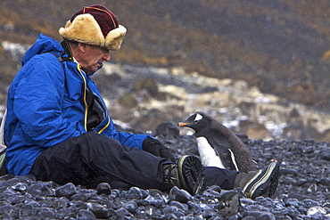 A curious gentoo penguin (Pygoscelis papua) with visitor in Antarctica