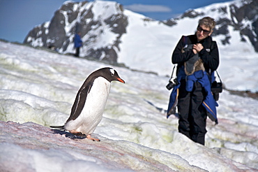 Gentoo penguins (Pygoscelis papua) following "penguin highways" on Danco Island in Antarctica