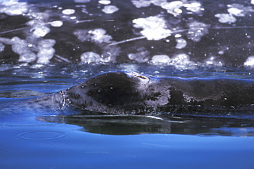 California Gray Whale (Eschrichtius robustus) calf surfacing in front of mom in the calm waters of San Ignacio Lagoon, Baja, Mexico.