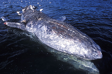 Floating California Gray Whale (Eschrichtius robustus) carcass being scavenged by gulls in San Ignacio Lagoon, Baja, Mexico.