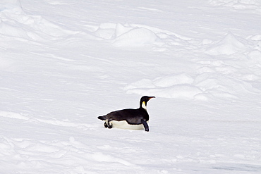 A lone adult Emperor Penguin (Aptenodytes forsteri) on an ice floe just north of Snow Hill Island in the Weddell Sea, Antarctica.