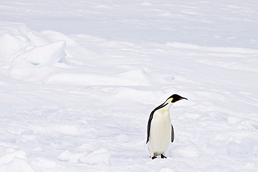 A lone adult Emperor Penguin (Aptenodytes forsteri) on an ice floe just north of Snow Hill Island in the Weddell Sea, Antarctica.