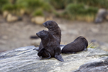 Antarctic Fur Seal (Arctocephalus gazella) pup - in its dark lanugo birth coat - on the island of South Georgia, southern Atlantic Ocean