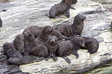 Antarctic Fur Seal (Arctocephalus gazella) pup - in its dark lanugo birth coat - on the island of South Georgia, southern Atlantic Ocean