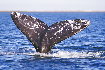 Adult California Gray Whale (Eschrichtius robustus) fluke-up dive - possible courtship behavior - in the calm waters of San Ignacio Lagoon, Baja, Mexico.