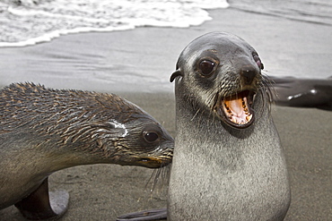 Antarctic Fur Seal (Arctocephalus gazella) pup on the island of South Georgia, southern Atlantic Ocean