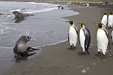 Antarctic Fur Seal (Arctocephalus gazella) pup on the island of South Georgia, southern Atlantic Ocean