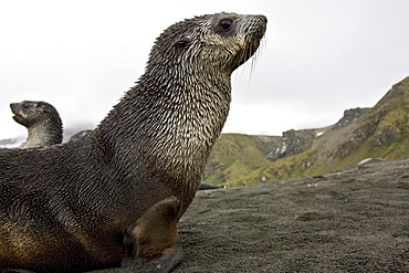 Antarctic Fur Seal (Arctocephalus gazella) pup on the island of South Georgia, southern Atlantic Ocean