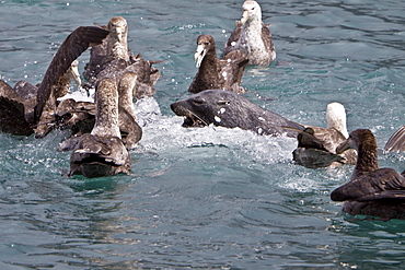 Adult Antarctic Fur Seal (Arctocephalus gazella) killing and then eating a king penguin on the island of South Georgia, southern Atlantic Ocean