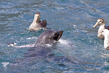 Adult Antarctic Fur Seal (Arctocephalus gazella) killing and then eating a king penguin on the island of South Georgia, southern Atlantic Ocean