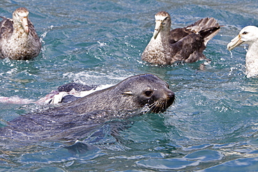 Adult Antarctic Fur Seal (Arctocephalus gazella) killing and then eating a king penguin on the island of South Georgia, southern Atlantic Ocean