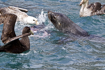 Adult Antarctic Fur Seal (Arctocephalus gazella) killing and then eating a king penguin on the island of South Georgia, southern Atlantic Ocean