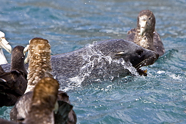 Adult Antarctic Fur Seal (Arctocephalus gazella) killing and then eating a king penguin on the island of South Georgia, southern Atlantic Ocean