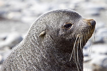 Antarctic Fur Seal (Arctocephalus gazella) pup on the island of South Georgia, southern Atlantic Ocean