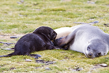 Antarctic Fur Seal (Arctocephalus gazella) pup - in its dark lanugo birth coat - nursing on the island of South Georgia, southern Atlantic Ocean