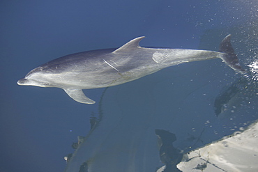 Adult bottlenose dolphin (Tursiops truncatus) bow riding in the calm waters surrounding Isla del Carmen in the Gulf of California (Sea of Cortez), Baja California Sur, Mexico.