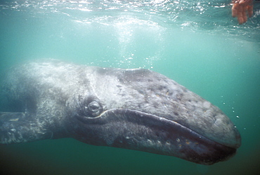 Curious California Gray Whale (Eschrichtius robustus) calf approaches boat in the calm waters of San Ignacio Lagoon, Baja, Mexico.
(Restricted Resoluion - pls contact us)