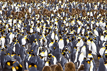 King Penguin (Aptenodytes patagonicus) breeding and nesting colonies on South Georgia Island, Southern Ocean. 