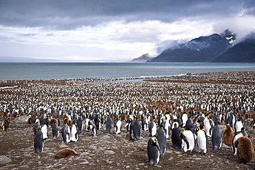 King Penguin (Aptenodytes patagonicus) breeding and nesting colonies on South Georgia Island, Southern Ocean. 