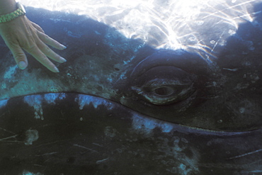 California Gray Whale (Eschrichtius robustus) mother being touched underwater in the calm waters of San Ignacio Lagoon, Baja, Mexico.
(Restricted Resoluion - pls contact us) 