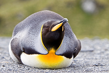 King Penguin (Aptenodytes patagonicus) breeding and nesting colonies on South Georgia Island, Southern Ocean. 