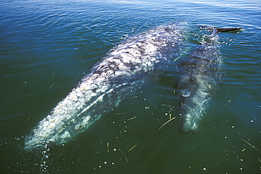 Mother and calf California Gray Whale (Eschrichtius robustus) in the calm waters of San Ignacio Lagoon, Baja, Mexico.