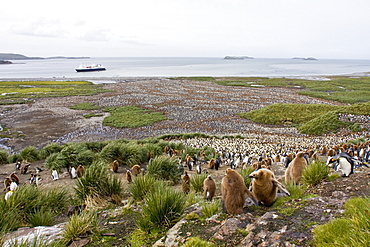 King Penguin (Aptenodytes patagonicus) breeding and nesting colonies on South Georgia Island, Southern Ocean.