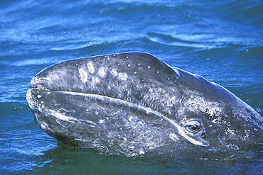 Curious California Gray Whale (Eschrichtius robustus) calf spy-hopping in San Ignacio Lagoon, Baja, Mexico.