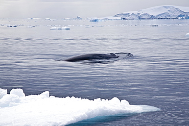 Adult Antarctic Minke Whale (Balaenoptera bonaerensis) surfacing in ice near Larrouy Island on the western side of the Antarctic Peninsula