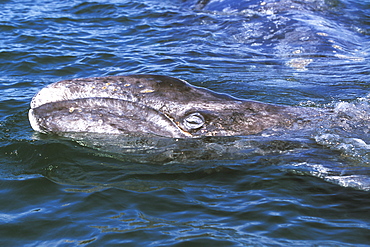 California Gray Whale (Eschrichtius robustus) mother and calf in the calm waters of San Ignacio Lagoon, Baja, Mexico.