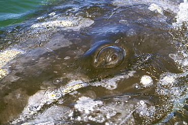 Adult California Gray Whale (Eschrichtius robustus) surfacing (eye detail) in San Ignacio Lagoon, Baja, Mexico.