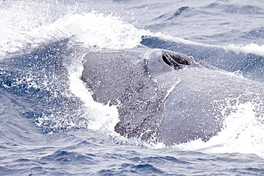 Adult Fin Whale (Balaenoptera physalus) surfacing in the Scotia Sea