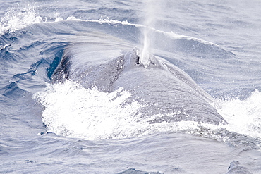 Adult Fin Whale (Balaenoptera physalus) surfacing in the Scotia Sea