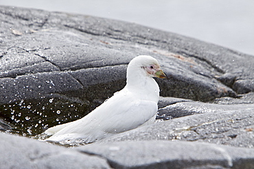 Adult pale-faced sheathbill (Chionis alba) near the Antarctic Peninsula