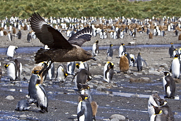 An adult Brown Skua (Catharacta antarctica) in flight over king penguins on South Georgia Island in the Southern Ocean