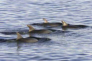 A pod of bottlenose dolphins (Tursiops truncatus) surfacing at sunrise in the lower Gulf of California (Sea of Cortez), Mexico.