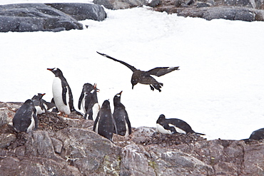 An adult Brown Skua (Catharacta antarctica)  in flight near the Antarctic peninsula in the southern ocean