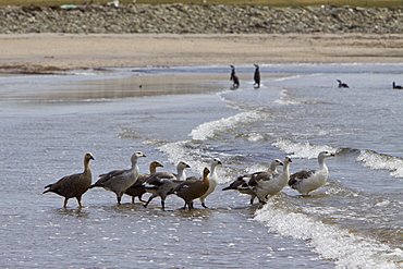 The Magellan Goose or Upland Goose (Chloephaga picta) is a South American member of the duck, goose and swan family Anatidae