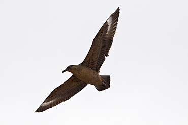 An adult Chilean Skua (Stercorarius chilensis) in flight. The Chilean Skua is a large predatory seabird. Skuas are seabirds in the family Stercorariidae.