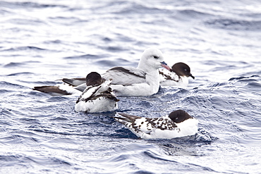 Adult cape petrel (Daption capense) on the wing in and around the Antarctic peninsula