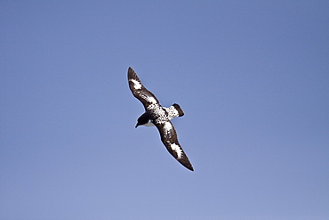 Adult cape petrel (Daption capense) on the wing in and around the Antarctic peninsula