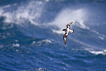 Adult cape petrel (Daption capense) on the wing in and around the Antarctic peninsula